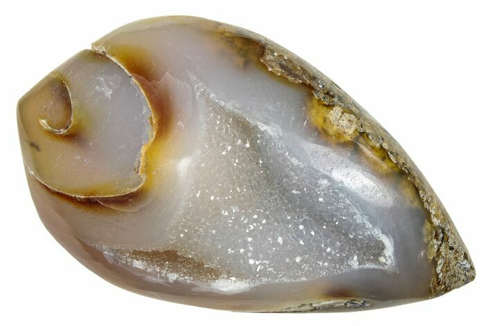 Chalcedony Replaced Gastropod With Sparkly Quartz - India #239307